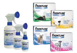 Frontline Spot Katze
