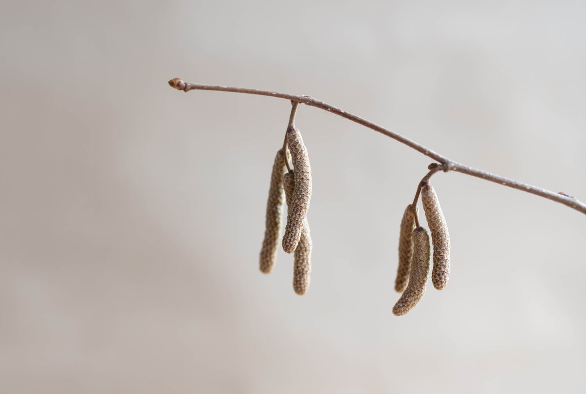 Heuschnupfen & Pollenallergie: Was jetzt hilft – Tipps, Naturmittel und Medikamente