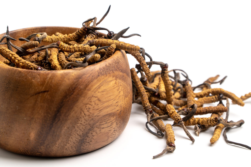 Cordyceps- der Heilpilz für mehr Energie
