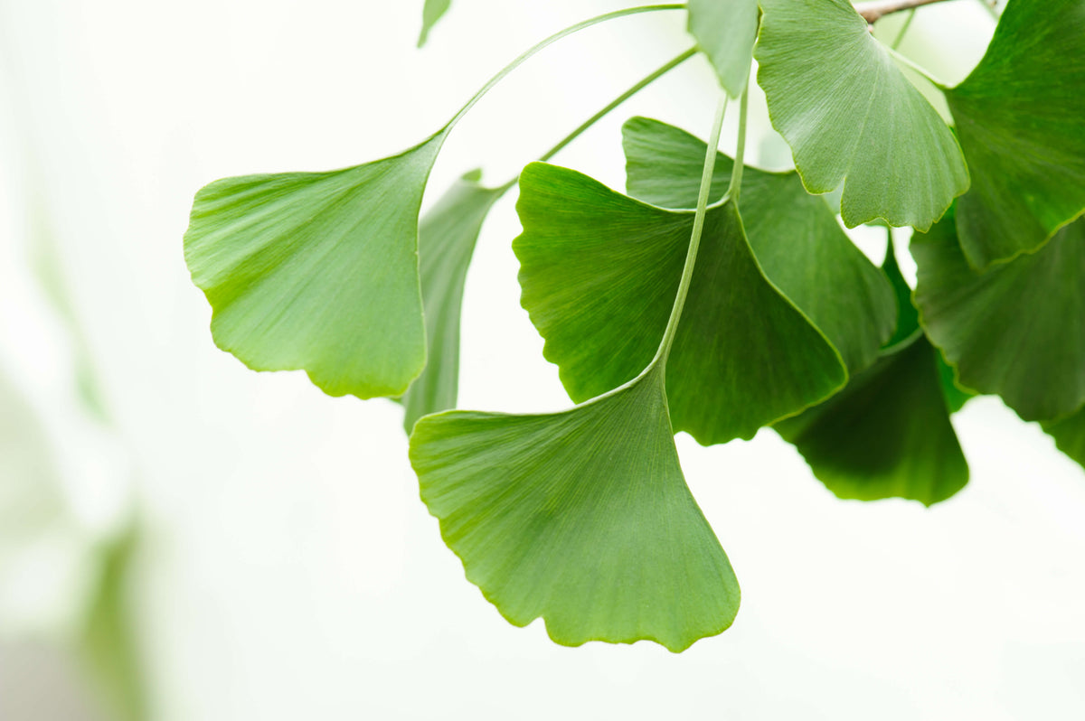 Ginkgo- Arzneipflanze für Gedächtnis und Durchblutung