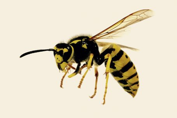 Insektenstiche- Behandlung und Komplikationen