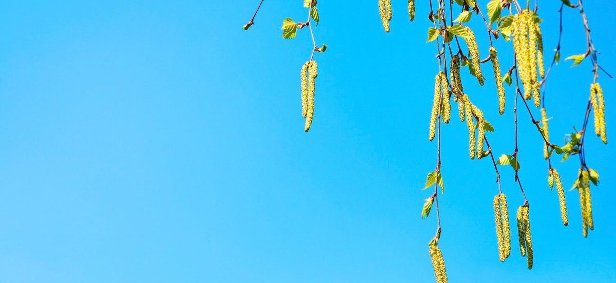 Allergien
